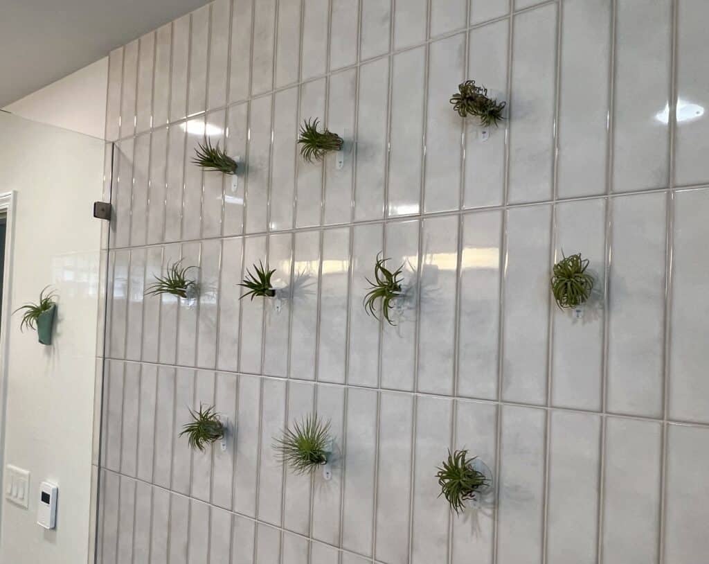 Learn how, step by step to hang air plants on drywall or tile wall with no damage.